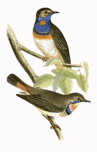 Ruotsalainen sinikurkkukirkko, kuvitus Charles Robert Breen (1811-86) teoksesta "Euroopan lintujen historia, joita ei havaittu Brittein saarilla", julkaistu 1867