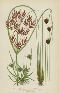 Sweet Cyperus, Brown Cyperus, Black Bog-Rush (väri litho) tekijältä English School