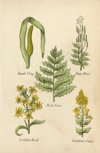 Sweet Flag, Flux Weed, Male Fern, Golden Rod, Sciatica Cress (värilitro) (väri litro) tekijältä English School