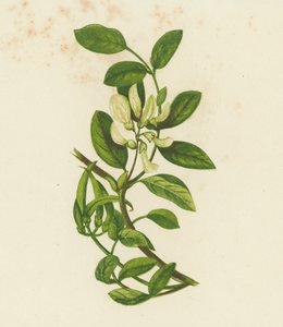 Makea maitohorsma, Astragalus Glyciphyllus (väri litografia) tekijältä English School
