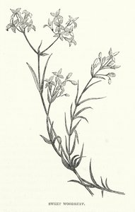 Sweet Woodruff (kaiverrus) tekijältä English School