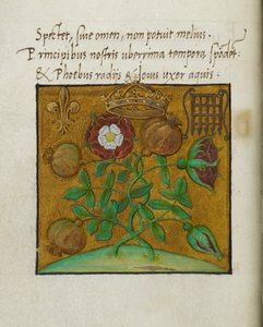 Kuninkaallisten symbolit, kuvitus teokselle "Runot Englannin kuninkaan Henrik VIII:n ja Aragonian kuningatar Katariinan kruunauksesta, Sir Thomas More" tekijältä English School