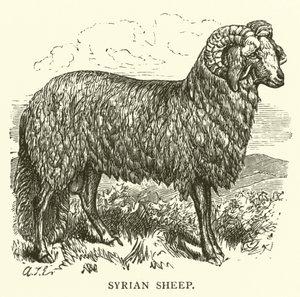 Syyrian lammas (kaiverrus) tekijältä English School