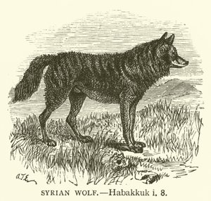 Syyrian susi, Habakuk, i, 8 (kaiverrus) tekijältä English School