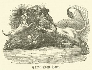Tame Lion Bait (kaiverrus) tekijältä English School