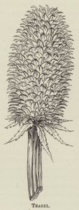 Teasel (kaiverrus) tekijältä English School