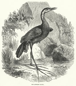 Afrikkalainen jacana (kaiverrus) tekijältä English School