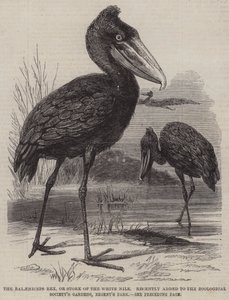 El Balaeniceps rex, o cigonya del Nil Blanc, recentment afegit als jardins de la Societat Zoològica, Regent