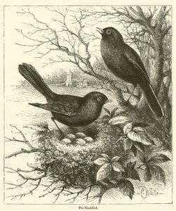 Blackbird (kaiverrus) tekijältä English School