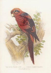 Siniraitainen lory, Lorius Cyanostriatus (väri litho) tekijältä English School