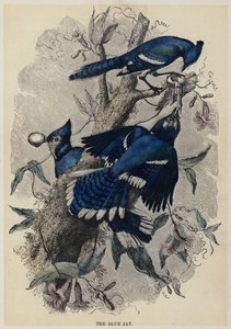 The Blue Jay (värillinen kaiverrus) tekijältä English School
