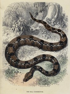 Boa Constrictor (värillinen kaiverrus) tekijältä English School