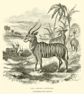 Bongo-antilooppi, Trogelaphus albo-virgatus (kaiverrus) tekijältä English School