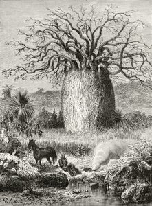 The Bottle Tree, Howard Willoughbyn "Australian Pictures" -julkaisusta, julkaisija Religious Tract Society, Lontoo, 1886 tekijältä English School