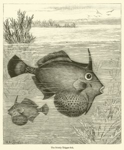 Bristly Trigger-fish (kaiverrus) tekijältä English School
