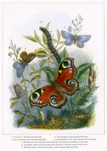 Das Schmetterlingsvivarium (farbige Gravur)