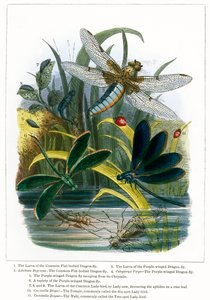 Perhosen kasvihuone (värillinen kaiverrus) tekijältä English School