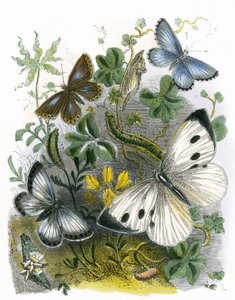 Butterfly Vivarium