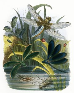 Butterfly Vivarium