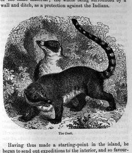 The Coati, kirjasta Santo Domingo Past and Present, julkaissut Samuel Hazard. 1873 tekijältä English School