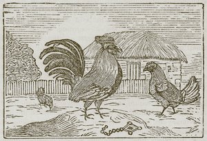 Kukko ja jalokivi (kaiverrus) tekijältä English School