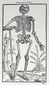 The Fore Part of the Bones, levy The Historie of Man -julkaisusta, julkaisija John Banister (1540-1610), 1578 tekijältä English School