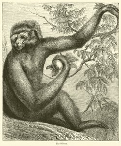 Gibbon (kaiverrus) tekijältä English School