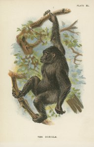 Gorilla tekijältä English School
