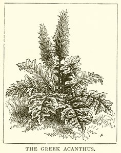 Kreikkalainen Acanthus tekijältä English School