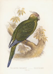 Maapapapiikki, Pezoporinus (väri litho) tekijältä English School