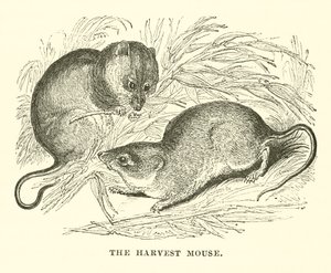 Harvest Mouse (kaiverrus) tekijältä English School