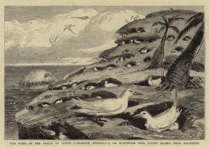 Paille en Queue ("Phaeton Aetherius") eli veneenvartijalinnun koti, Pyöreä saari, lähellä Mauritiusta (kaiverrus). tekijältä English School