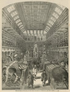 Hunterian Museum Royal College of Surgeonsissa tekijältä English School