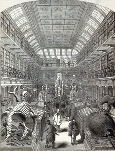 Hunterian Museum, Royal College of Surgeons, 