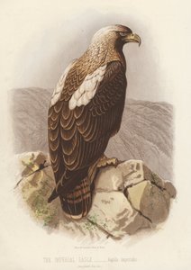 Keisarillinen kotka, Aquila Imperialis (värilitografia) tekijältä English School