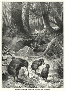 Kiwi-Kiwi eli Uuden-Seelannin siivetön lintu (kaiverrus) tekijältä English School