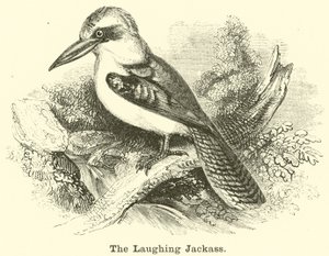 Naurava Jackass tekijältä English School