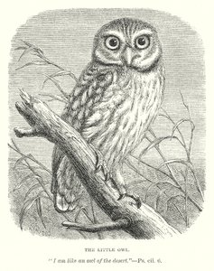 Pikkupöllö (kaiverrus) tekijältä English School