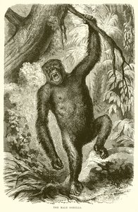 Mies Gorilla tekijältä English School
