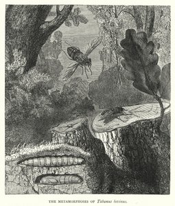 Metamorphoses of Tabanus bovinus (Tabanus bovinus) (kaiverrus) tekijältä English School