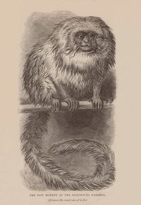 Uusi apina eläintarhassa (kaiverrus) (kaiverrus) tekijältä English School