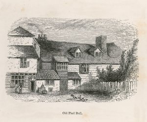 Old Pied Bull (takana)