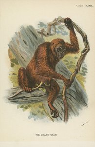 Orang-Utan tekijältä English School