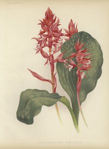 Erinomaiset Stenorrhynchot