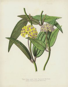 Oval ja Pallid Hoyas, Hoya Ovalifolia ja Pallida tekijältä English School