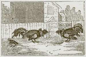 Partridge and the Cocks (kaiverrus) tekijältä English School