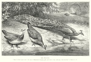 Riikinkukko (kaiverrus) tekijältä English School