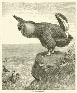 Pinnated Grouse (kaiverrus) tekijältä English School