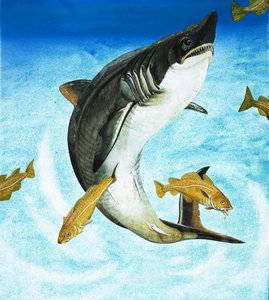 Porbeagle, eräänlainen hai tekijältä English School