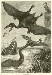 Pterodactyl (kaiverrus) tekijältä English School